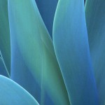Agave Nectar: Good or Bad
