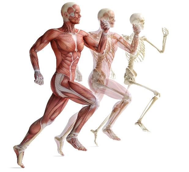 Active human body / illustration